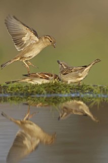 House Sparrow (Passer domesticus), Germany