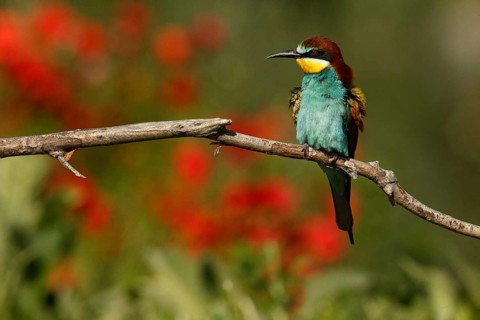European Bee-eater (Merops apiaster), Piedmont, Italy