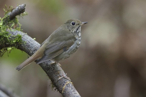 Hermit Thrush (Catharus guttatus), British Columbia, Canada