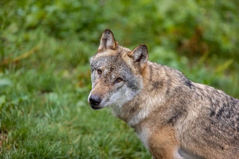 Portrait of one eurasian gray wolf (Canis lupus lupus)