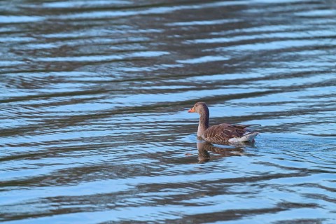 A goose swims on a calm body of water with reflection, greylag goose (Anser anser), spring, bird
