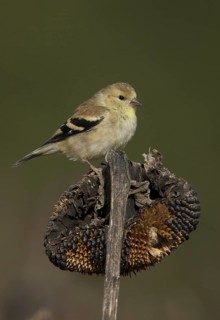American Goldfinch (Spinus tristis), Ohio, USA