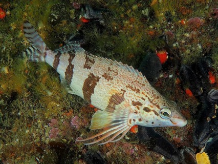 Red finger (Cheilodactylus fasciatus)