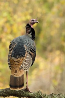A Wild Turkey (meleagris gallopavo) standing on a limb with autumn leaves in the background