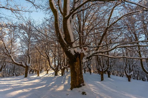 The Oianleku natural park at sunrise, snowy beech forest in the town of Oiartzun in Peñas de Aya,
