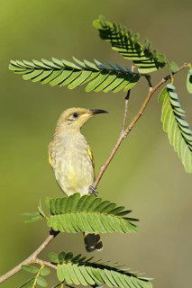 Brown Honeyeater (Lichmera indistincta), Northern Territory, Australia