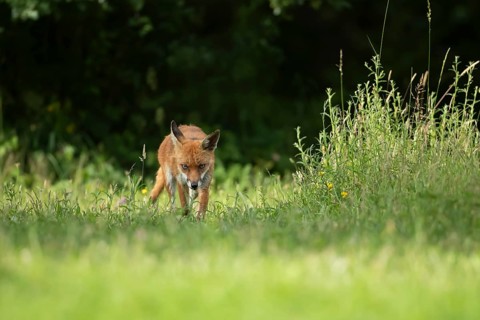 Red fox (Vulpes vulpes) adult animal in grassland countryside in the summer, England, United
