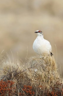 Rock Ptarmigan (Lagopus muta) male, Myvatn, Iceland