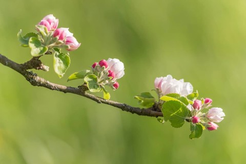 Apple blossoms on a branch on a sunny spring day. Bas Rhin, Alsace, France
