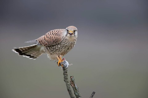 Common Kestrel (Falco tinnunculus) female perched on a branch with a captured mouse in its claws,