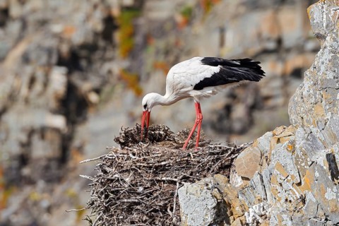A white stork (Ciconia ciconia) stands on a nest on the rocky coast, Parque Natural do Sudoeste