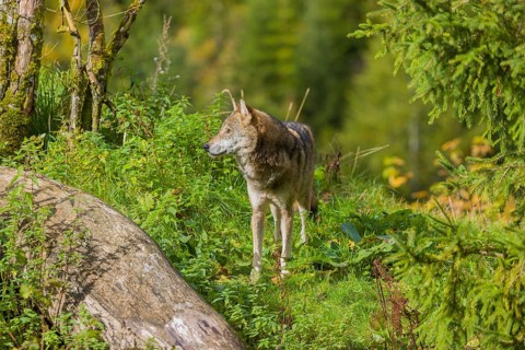 One eurasian gray wolf (Canis lupus lupus) standing in green vegetation. Some fall colours in the