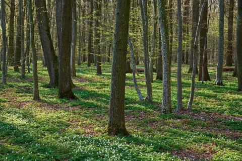 Spring forest with green background, trees in bright light, spring, wood anemones, Gunzenhausen,