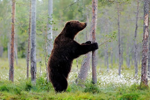 Bear standing, sit up on its hind legs, somerr forest with cotton grass. Dangerous animal in nature