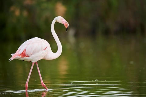 Greater Flamingo (Phoenicopterus roseus) walking in the water, Parc Naturel Regional de Camargue,