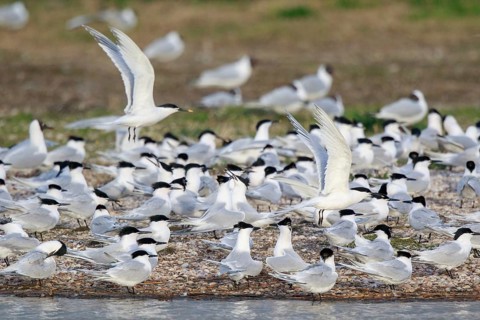 Sandwich Tern (Thalasseus sandvicensis) group, Netherlands