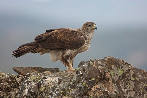 Bonelli's Eagle (Aquila fasciata), Extremadura, Spain