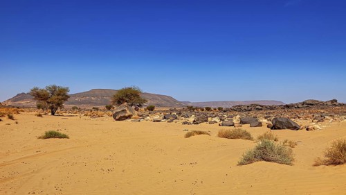 Sandy desert area with scattered rocks and trees under a clear sky, The landscape of the Sahara in