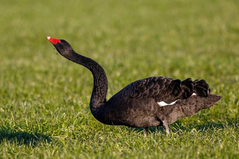 Black Swan (Cygnus atratus) displaying, North Rhine-Westphalia, Germany