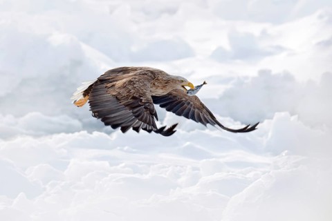 Flight White-tailed eagle, Haliaeetus albicilla, Hokkaido, Japan. Action wildlife scene with ice.