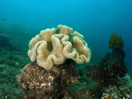 Large mushroom leather coral (Sarcophyton glaucum) in a clear underwater environment with marine