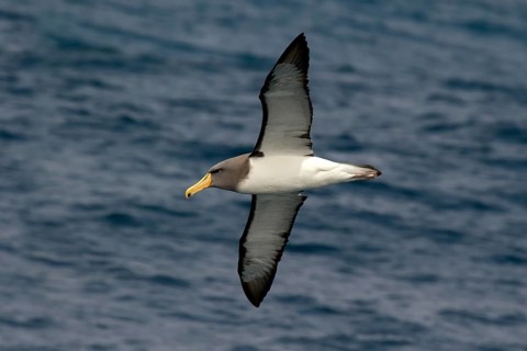 Chatham Albatross (Thalassarche eremita) flying, South Pacific Ocean, New Zealand
