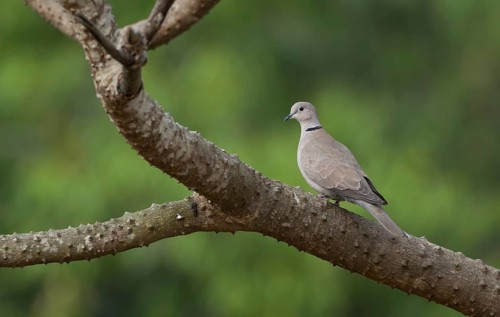 An Eurasian collared dove (Streptopelia decaocto), Sreepur, Gazipur, Bangladesh
