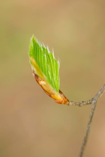 Close-up of European beech (Fagus sylvatica) shoots in a forest in spring, Bavaria, Germany