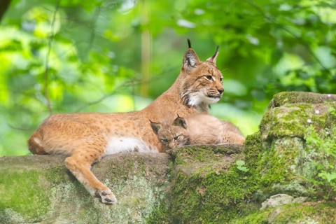 Eurasian lynx (Lynx lynx) mother with her youngsters (cubs) in a forest, Bavaria, Germany