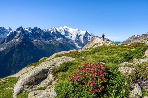 Mountaineer in mountain landscape with alpine roses, mountain panorama with glaciated summit of
