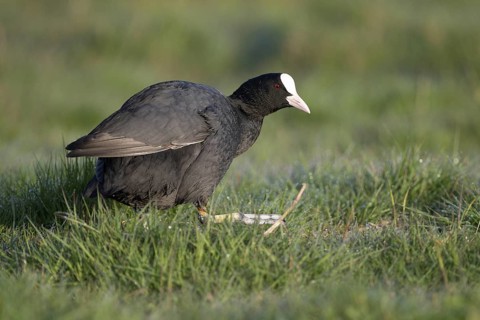 Blaessralle, Blaesshuhn (Fulica atra), Coot, Altvogel, April, Insel Texel, Nordholland, Nordsee,
