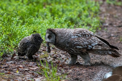 Bearded Owl, Finland, Great Grey Owl, Strix Nebulosa, Prey, Birds, Capture, Owls, Feeding, Female,
