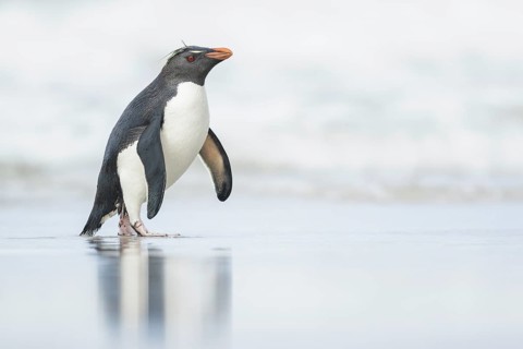 Rockhopper Penguin (Eudyptes chrysocome) on a beach in the Falkland Islands