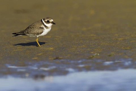 Common Ringed Plover (Charadrius hiaticula) juvenile, Andalusia, Spain