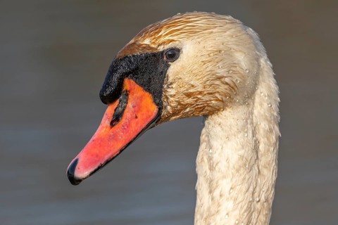 Mute swan (Cygnus olor) portrait on the water of a lake. Bas-Rhin, Alsace, Grand Est, France