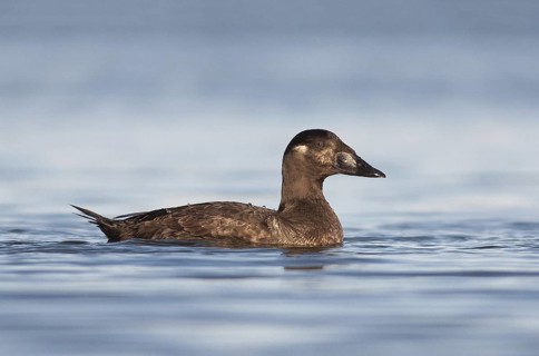 Surf Scoter (Melanitta perspicillata) female, California, USA