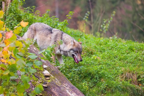 An adult male Eurasian gray wolf (Canis lupus lupus) runs down a hill