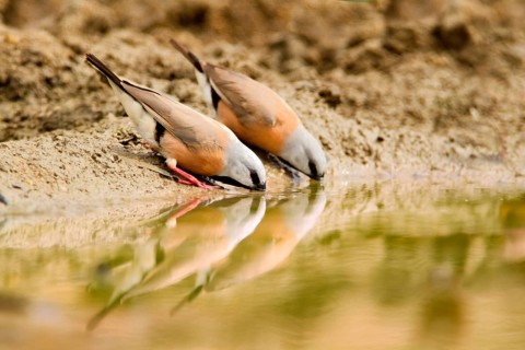 Black-throated Finch (Poephila cincta), Queensland, Australia
