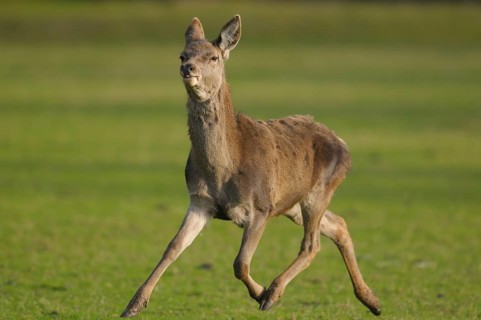 A roe deer running across a green meadow in a natural environment, red deer (Cervus elaphus),