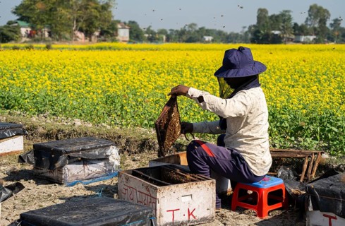 Beekeeper pulls honeycombs out of beehives to extract honey in a honey production unit near a