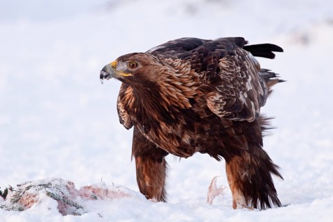 Golden Eagle (Aquila chrysaetos) female, Finland