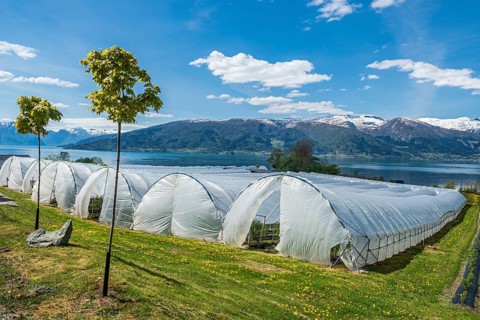 Sognefjord at Vangsnes, fruit-growing under plastic, view to the north bank of the Sognefjords,