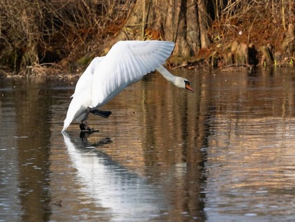 Mute Swan (Cygnus olor), walking across a frozen lake in its breeding territory, in a threatening