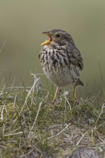 Corn Bunting (Emberiza calandra) male singing, Scotland, United Kingdom