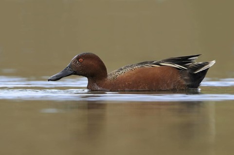 Cinnamon Teal (Spatula cyanoptera) male, Texas, USA