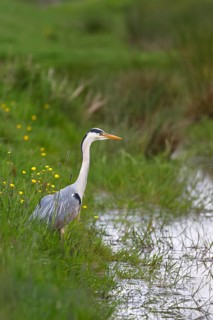 Grey heron (Ardea cinerea) standing in a meadow by a creek, Elbmarschen, Wedel, Schleswig-Holstein,