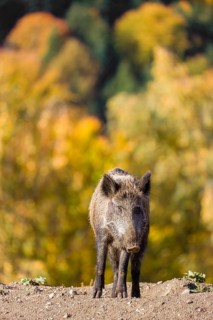 A wild boar or wild pig (Sus scrofa), runs across a clearing in hilly terrain in search of food. In