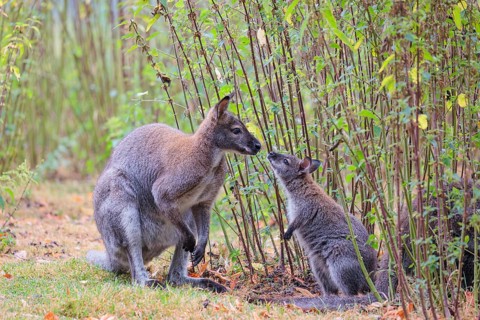 A father and his young red-necked wallaby (Macropus rufogriseus) sit amidst tall, dense nettle