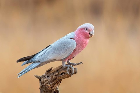Galah (Eolophus roseicapilla), Northern Territory, Australia