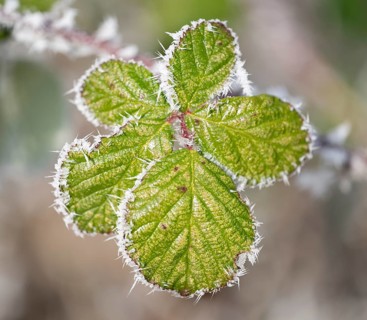 Blackberry (Rubus sectio Rubus), leaves with hoarfrost, shallow depth of field, Thuringia, Germany